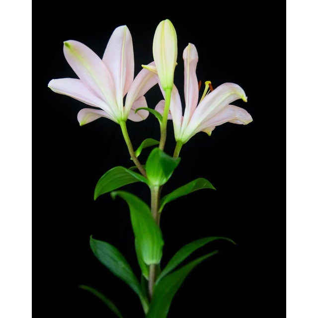 "Lily 32" Contemporary Botanical Still Life Color Photograph by Michael Filonow For Sale