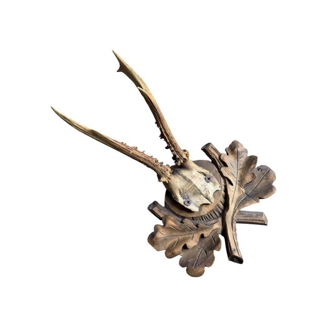 1900 - 1909 Roe Deer Trophy 221 Black Forest Antlers Mount For Sale - Image 5 of 7
