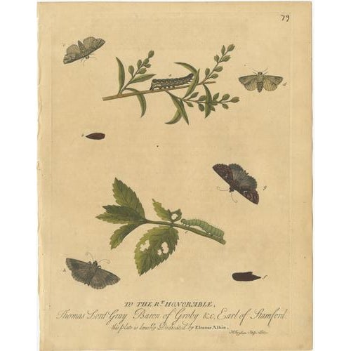 Albin, Entomology Plates of English Insects on Marigold & Willow, 1720, Engravings, Set of 2 For Sale - Image 4 of 10