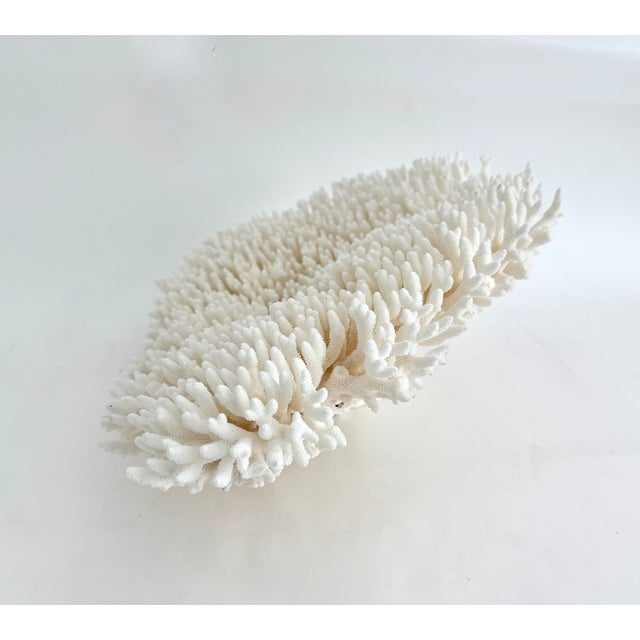 Late 20th Century Massive Natural Table Coral Specimen For Sale - Image 5 of 8