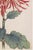 Not Yet Made - Made To Order Red Chrysanthemum by Hasegawa, Vintage Japanese Botanical Art Print, 24" X 36" For Sale - Image 5 of 9