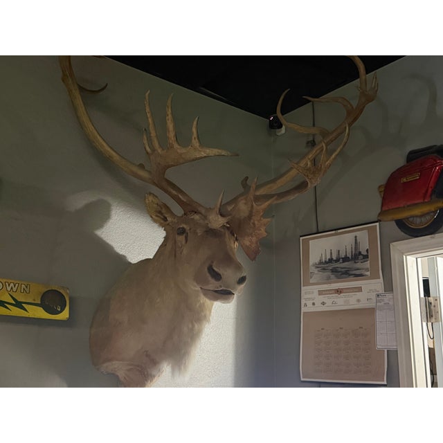 Tan Vintage Caribou Taxidermy Mount – Impressive Oversized Antler Rack For Sale - Image 8 of 9