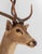 White-Tailed Deer Trophy, with six point antlers. 45.5" H x 19" W x 17.5" D. Provenance: From a multi-generation 5th...