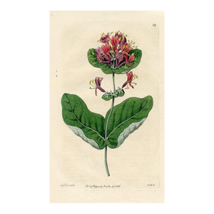 1816, American Honeysuckle Botanical Print, the Botanical Register, Original Antique Botanical Print, Engraving, Hand Colored, England