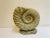 Large Ammonite Shaped Vase, 1980s For Sale - Image 10 of 10