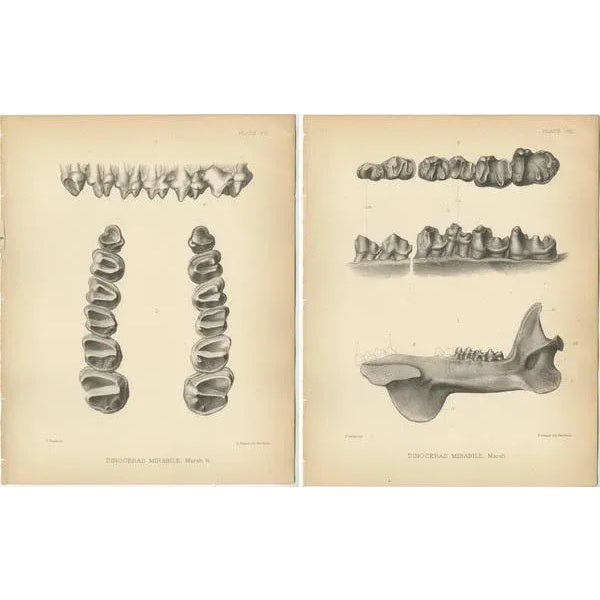 Marsh, Paleontology Illustrations of a Dinoceras Mirabile, 1886, Prints, Set of 2 For Sale - Image 4 of 5