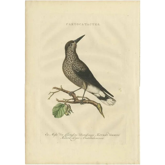 Late 18th Century Sepp & Nozeman, Spotted Nutcracker, 1770, Paper For Sale - Image 5 of 5