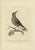 Late 18th Century Sepp & Nozeman, Spotted Nutcracker, 1770, Paper For Sale - Image 5 of 5