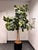 Plastic Faux Fiddle Leaf Fig Tree + Tapered Black Planter For Sale - Image 7 of 12