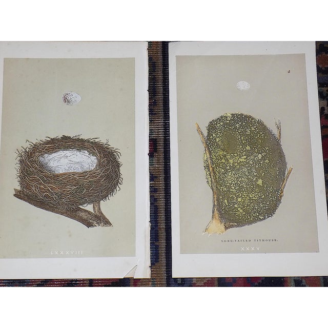 Late 19th Century Authentic Antique 19th Century Hand Colored Bird Nest & Egg Lithographs - Set of 12 For Sale - Image 5 of 9