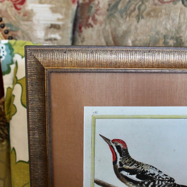 Birds: Copperplate Engravings of by François Martinet - Set of Four For Sale - Image 13 of 14