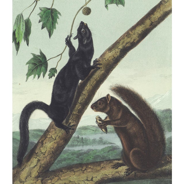 Original first edition Audubon stone lithograph from "The Viviparous Quadrupeds of North America", octavo edition, printed...