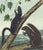 Original first edition Audubon stone lithograph from "The Viviparous Quadrupeds of North America", octavo edition, printed...