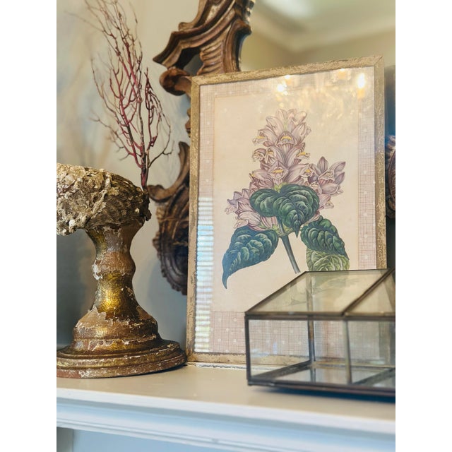 Vintage Botanical Print, Framed For Sale - Image 4 of 7