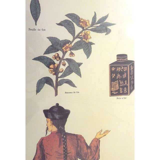 White Mid-Century French Educational Poster on Tea For Sale - Image 8 of 10