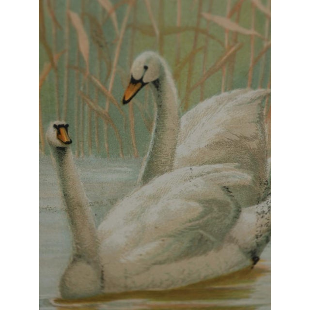 Emrik & Binger, The Avian Collection, 1880, Chromolithograph For Sale - Image 8 of 13