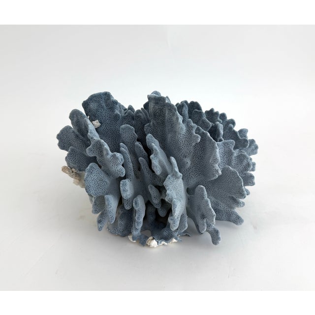 Natural Blue Coral Specimen For Sale - Image 4 of 7