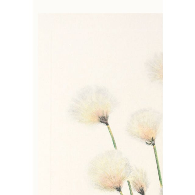 Paper Hare's-Tail Cottongrass, Vintage Botanical Art Print by Mary Vaux Walcott, 32" X 48" For Sale - Image 7 of 10