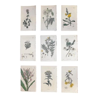 Authentic Antique Early 19th Century Hand Colored Copperplate Botanical Engravings - Set of 9 For Sale