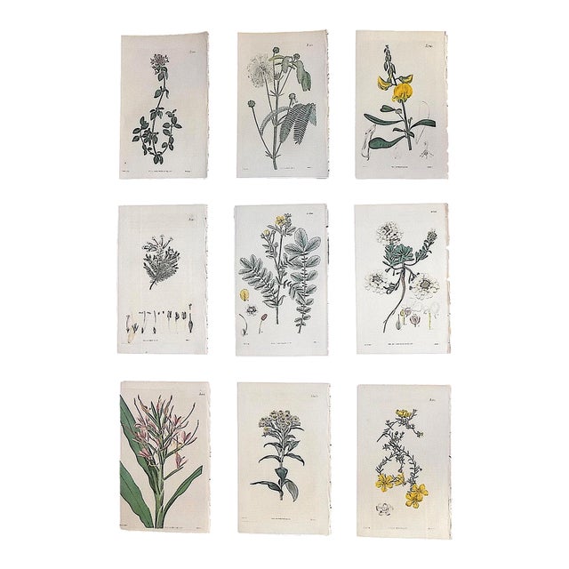 Authentic Antique Early 19th Century Hand Colored Copperplate Botanical Engravings - Set of 9 For Sale