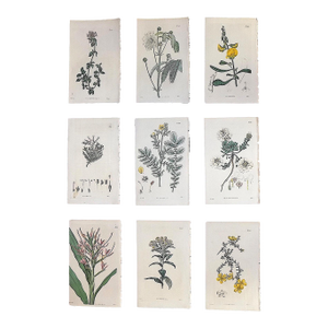 Authentic Antique Early 19th Century Hand Colored Copperplate Botanical Engravings - Set of 9