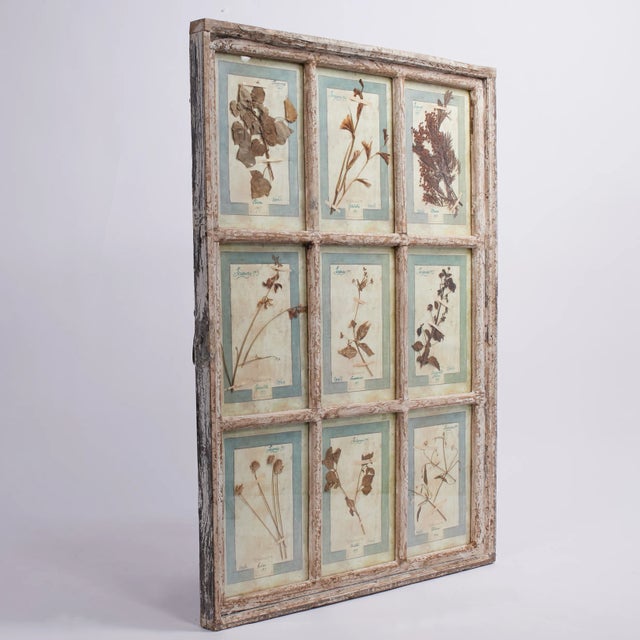 Antique Italian Botanical Collection in a Window Frame For Sale - Image 4 of 7