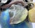1900s Clément Massier Art Nouveau Pottery Vase With Iridescent Apple Design 14"h X 8"w For Sale - Image 10 of 16