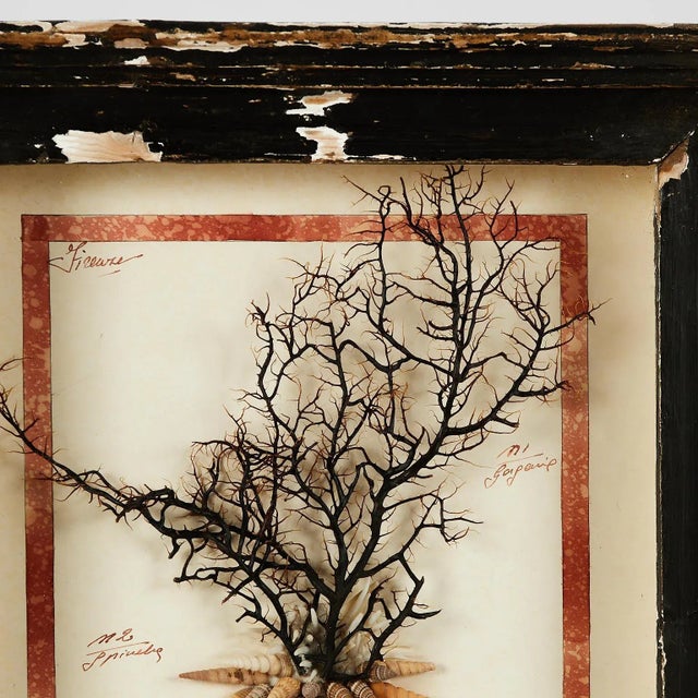 Neoclassical Antique Italian Mixed Media Grotto Style Collage With Seashells For Sale - Image 3 of 8