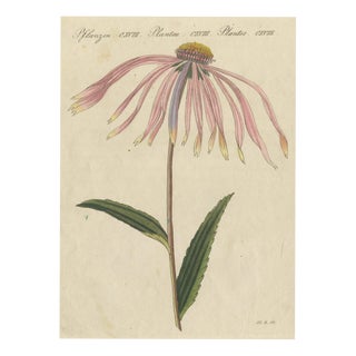 Bertuch, Purple Coneflower Echinacea, 1810, Print For Sale
