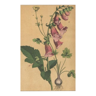 1860s French Botanical Chromolithograph-Foxglove, Buttercup. Documentation, Matted For Sale
