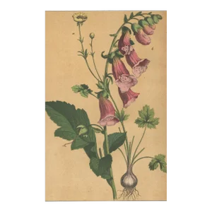 1860s French Botanical Chromolithograph-Foxglove, Buttercup. Documentation, Matted