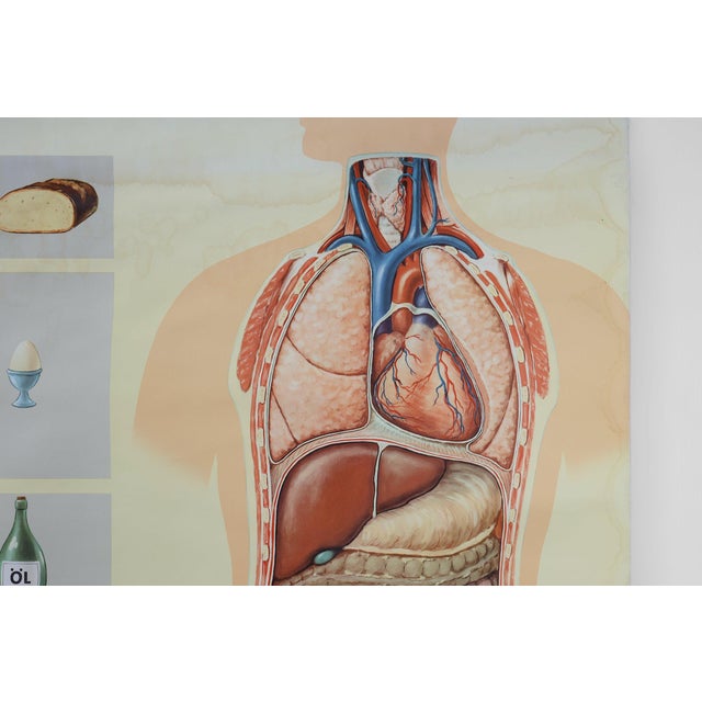 Mid-Century School Map of Digestion, Germany, 1960s For Sale - Image 4 of 12
