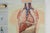 Mid-Century School Map of Digestion, Germany, 1960s For Sale - Image 4 of 12