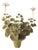 The Green Vase Geranium Plant in Blush with Burnt Umber Leaves For Sale