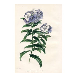 1847, Kiss-Me-Quick Botanical Print From Joseph Paxton, Original Antique Botanical Print, Lithograph, Hand-Colored, England For Sale