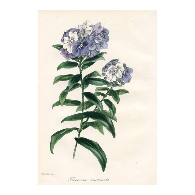 1847, Kiss-Me-Quick Botanical Print From Joseph Paxton, Original Antique Botanical Print, Lithograph, Hand-Colored, England For Sale