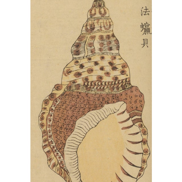 Not Yet Made - Made To Order Vintage Japanese Seashell Studies Diptych, Woodblock Print Reproduction Set, 40" X 60" For Sale - Image 5 of 10