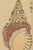Not Yet Made - Made To Order Vintage Japanese Seashell Studies Diptych, Woodblock Print Reproduction Set, 40" X 60" For Sale - Image 5 of 10