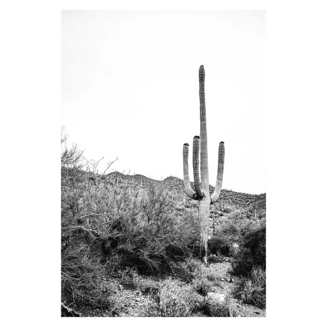 Contemporary Southwest Desert Cactus Tucson Photo - 20" X 30" For Sale