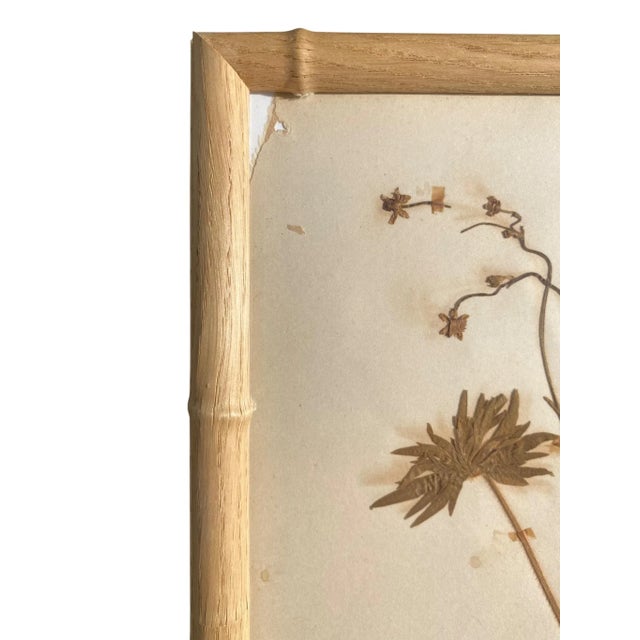 Antique Herbarium Botanicals, 1897 — Set of 10 For Sale - Image 11 of 17
