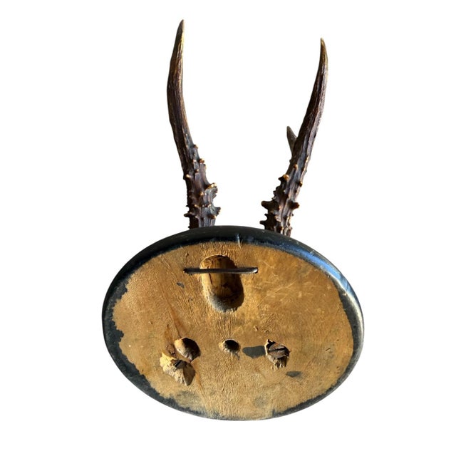 1900 - 1909 Roe Deer Trophy 130 Black Forest Antlers For Sale - Image 5 of 5