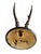 1900 - 1909 Roe Deer Trophy 130 Black Forest Antlers For Sale - Image 5 of 5