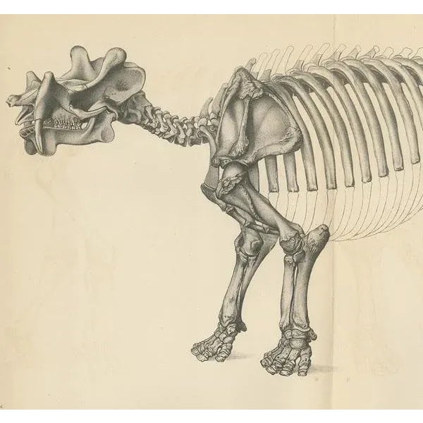 Marsh, Paleontology Illustration of a Dinoceras Mirabile, 1886, Print For Sale - Image 3 of 5