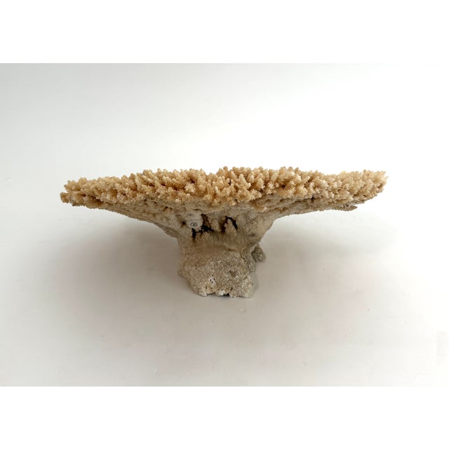 Late 20th Century Natural Table Coral Specimen Coastal Decor For Sale - Image 5 of 8