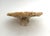 Late 20th Century Natural Table Coral Specimen Coastal Decor For Sale - Image 5 of 8