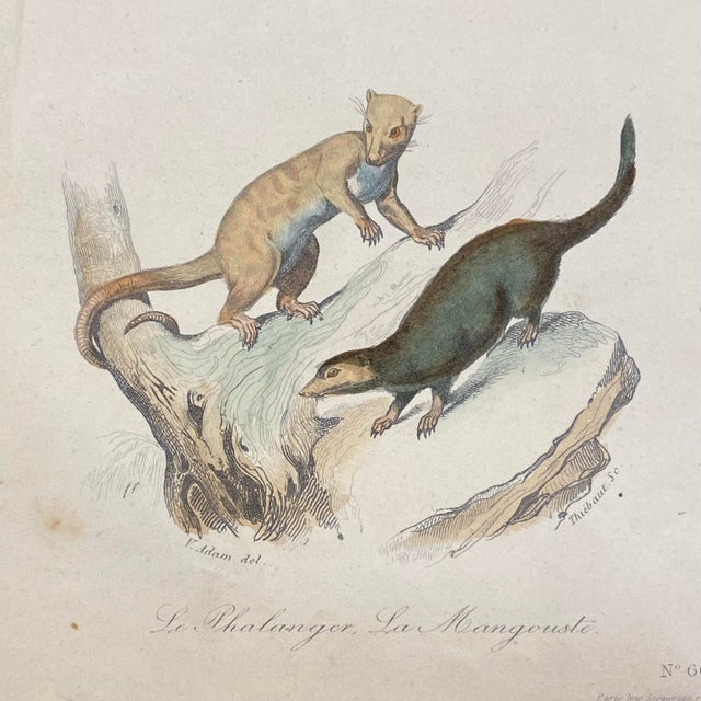 French Antique 18th Century "Le Cayopollin" Animal Engraving Hand Colored Signed Artwork For Sale - Image 4 of 11