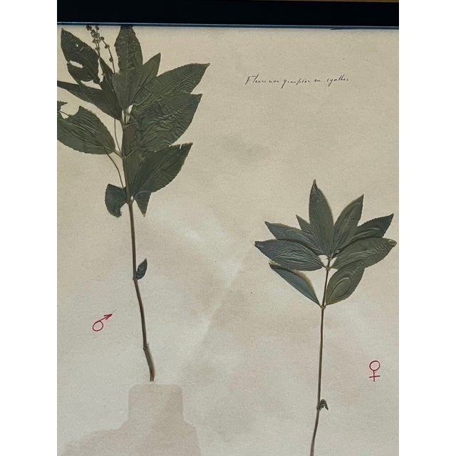 1965 French Herbarium Botanical Specimens – Set of 6 Custom Framed Pressed Botanicals For Sale - Image 15 of 15