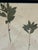 1965 French Herbarium Botanical Specimens – Set of 6 Custom Framed Pressed Botanicals For Sale - Image 15 of 15