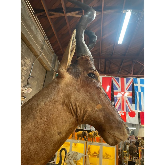Large Vintage African Red Hartebeest Taxidermy Shoulder Mount For Sale - Image 4 of 10