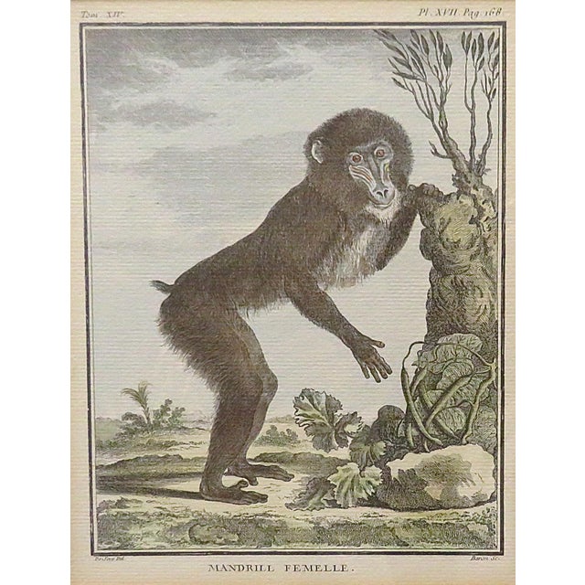 FREE SHIPPING ANYWHERE IN THE CONTINENTAL US! This is a one in a series of 3 antique French copper engravings I am selling...